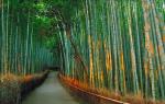 CUNG ĐƯỜNG VÀNG NHẬT BẢN: TOKYO – NÚI PHÚ SĨ – NAGOYA – KYOTO – OSAKA